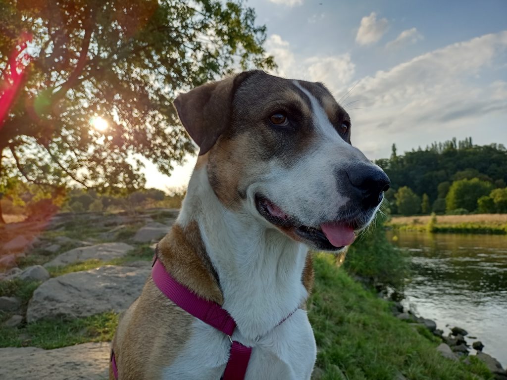 Nelly auf der Hundewiese an der Ruhr