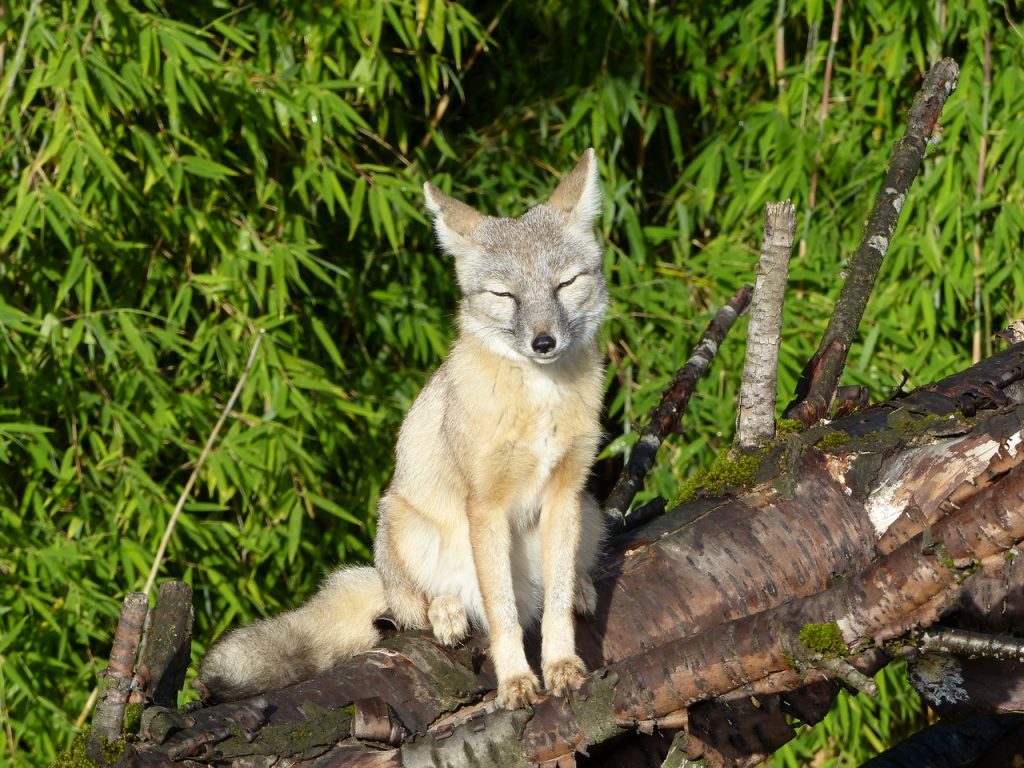 Kleiner Fuchs im Tierpark