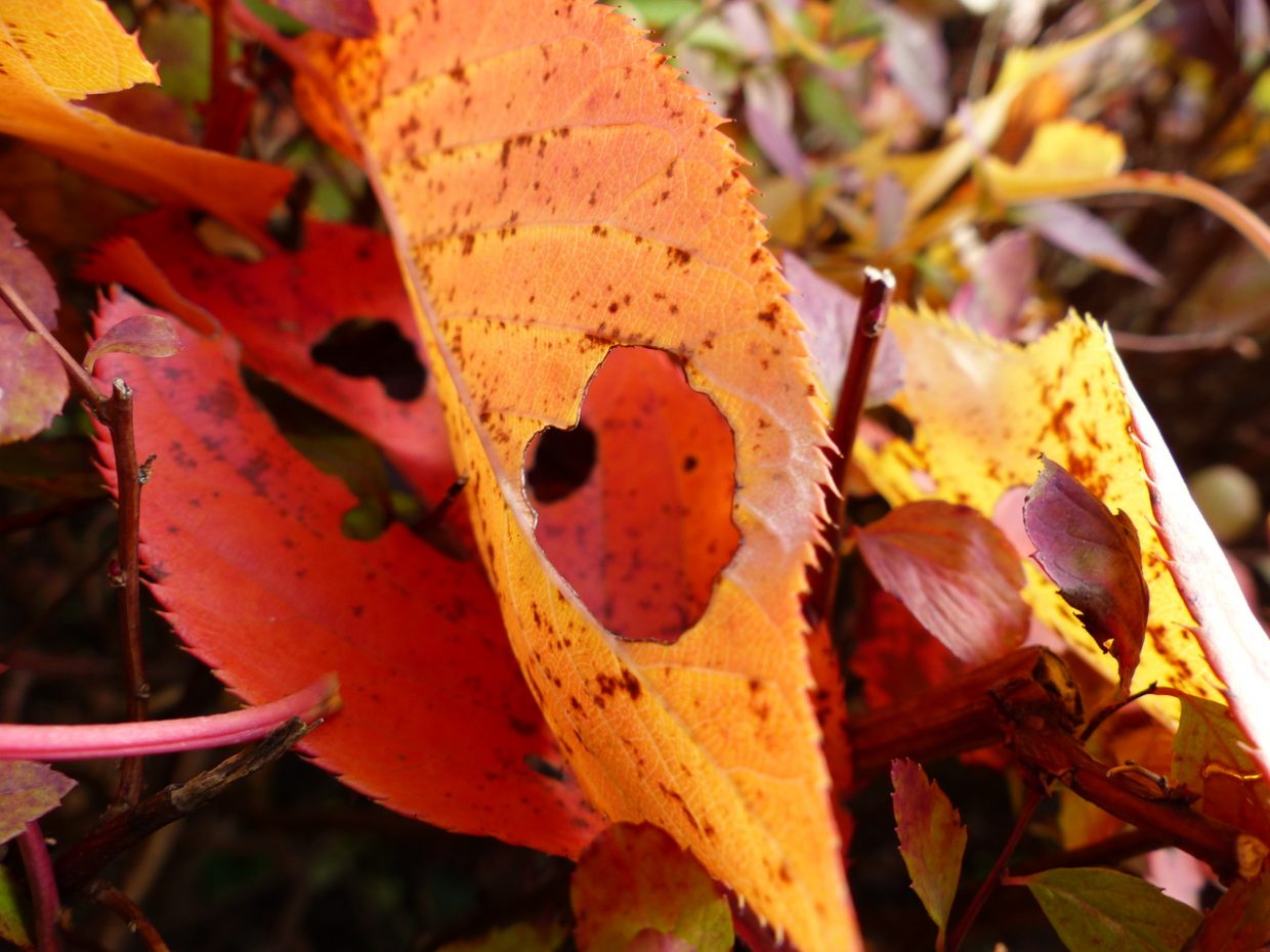 Herbstliches Blatt